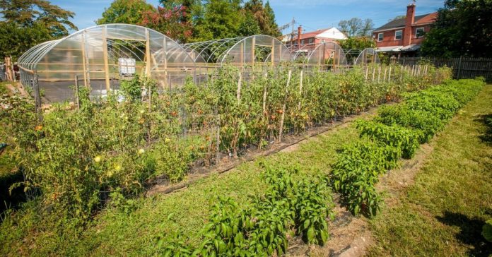 Ovo je najotrovnije povrće: Neki ga ljeti jedu svaki dan, a prska se s čak 15 različitih vrsta pesticida. Donosimo čitav popis - featured image