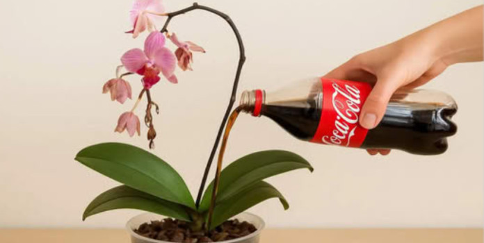 Obična COLA može spasiti čak i najsiromašniju orhideju: Sada ima 5 puta više cvjetova! - featured image