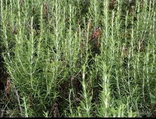 STARO RIMSKO VJEROVANJE KAŽE DA JE SVAKI DOM KOJI IMA OVU BILJKU ZAŠTIĆEN: Zle sile će ga zaobići u velikom luku - featured image