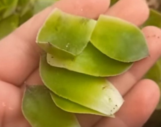 SVAKI DAN POJEDITE PO JEDAN LIST ČUVARKUĆE: Evo šta će se desiti poslije samo nekoliko dana… - featured image