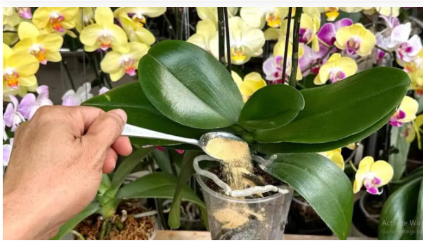 1 kašičica direktno u saksiju i 0RHIDEJA cvjeta skoro N0N-ST0P: Nema plijesni, bolesti i imam 5 puta više cvjetova! - featured image 1 kašičica direktno u saksiju i 0RHIDEJA cvjeta skoro N0N-ST0P: Nema plijesni, bolesti i imam 5 puta više cvjetova! - featured image