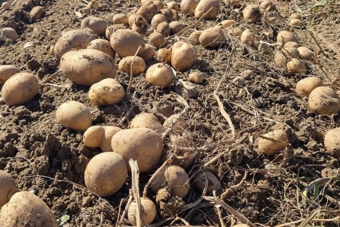 UBACITE 1 VOĆKU U VREĆU SA KROMPIROM I SPREČIĆETE KLIJANJE: Malo ko je znao da se u tome krije TRIK - featured image