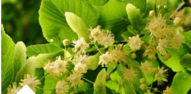 ZOVU GA NAPITAK SREĆE: Najpoznatiji Travar 20 Stoljeća Otkriva Recept Za Čaj Koji Eliminiše Nervozu Organizma! - featured image