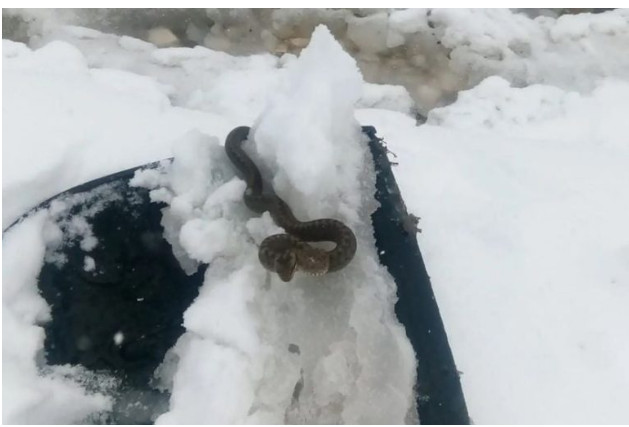 Viđena zmija u snijegu, Narodno vjerovanje kaže da je to ZNAK - featured image Viđena zmija u snijegu, Narodno vjerovanje kaže da je to ZNAK - featured image