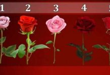 TEST: Koji cvijet vam se najviše dopada? – On otkriva kako vas drugi zapravo vide!