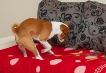 Zašto pas kopa po krevetu? Obavezan ritual vašeg ljubimca može da vam otkrije problem