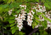 6 drveća koje ne valja saditi u dvorištu: Mogu napraviti ozbiljne probleme, tvrde baštovani 6 drveća koje ne valja saditi u dvorištu: Mogu napraviti ozbiljne probleme, tvrde baštovani - featured image