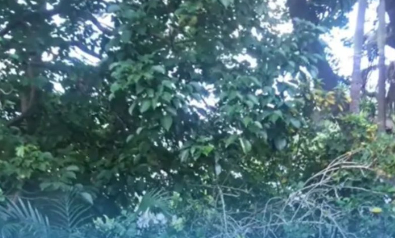 Cvijeće je nestajalo iz vrta, pa su postavili kameru: Prizor je iznenadio sve (VIDEO) - featured image Cvijeće je nestajalo iz vrta, pa su postavili kameru: Prizor je iznenadio sve (VIDEO) - featured image